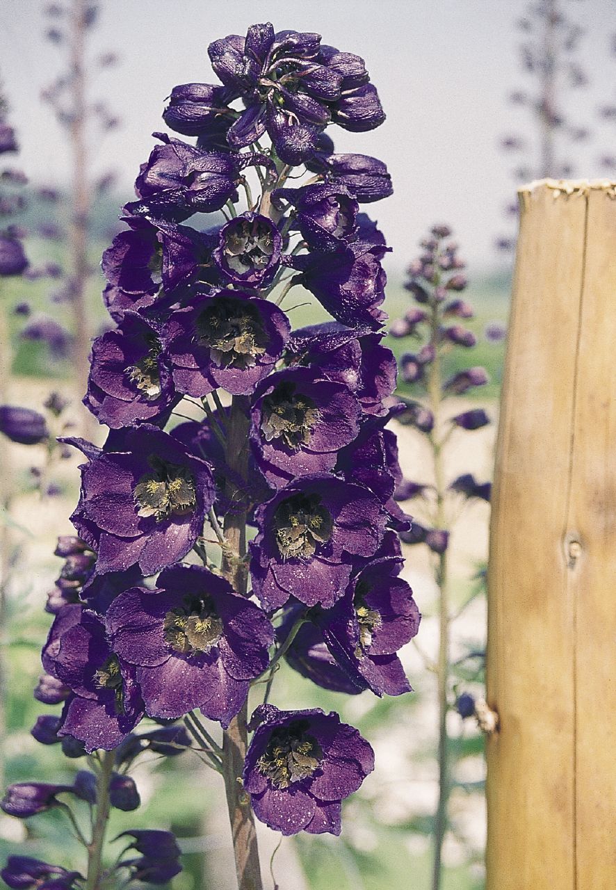 DELPHINIUM GIGANTE PACIFIC VIOLETTO NR.1000 - Foto 2
